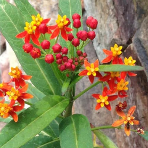 2 Red Milkweed Live Plants, Hardy Garden Plant, 4-6 Inch Tall - Image 5