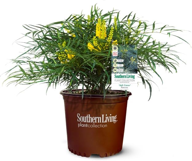 Southern Living Soft Caress Mahonia,1-Gallon Evergreen Flowering Shrub, 3-4 ft Tall and Wide, Yellow Blooms by Unknown