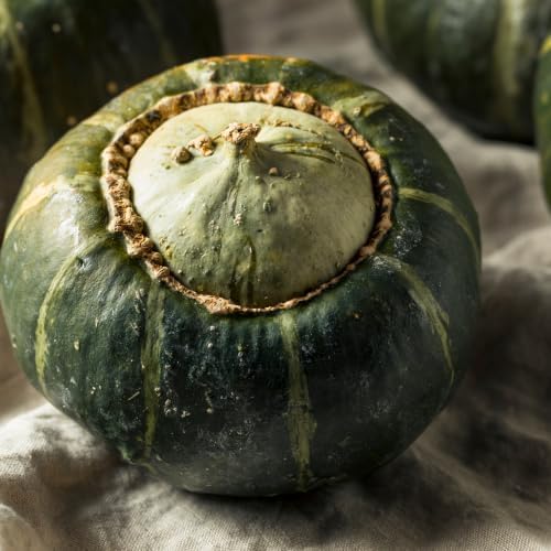 Burgess Buttercup Squash Seeds for Planting - Heirloom Non GMO - Image 4