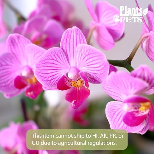 Premium Purple Live Orchid Plant Blooming in 3.5" Blue & White Orchid Pot, Live Plants, Houseplant Gifts, Approx. 16" Tall, Pet Friendly Houseplants, Phalaenopsis Moth Flower by Plants for Pets - Image 2