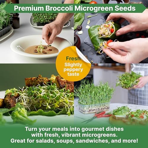 Organo Republic Broccoli Sprouting & Microgreens Seeds - 32,500 Non-GMO Heirloom Seeds, Sprouts in Bulk 4oz Resealable Bag for Planting & Growing in Soil, Coconut Coir, Aeroponic & Hydroponic System - Image 5
