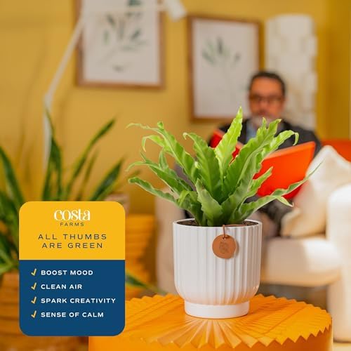 Costa Farms Bird's Nest Fern, Live Indoor Plant, Easy Care, Home Decor - Image 5