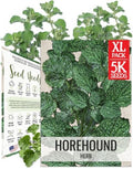 Seed Needs Horehound Seeds to Plant Non-GMO Heirloom Medicinal Herb XL Pack by SeedNeeds
