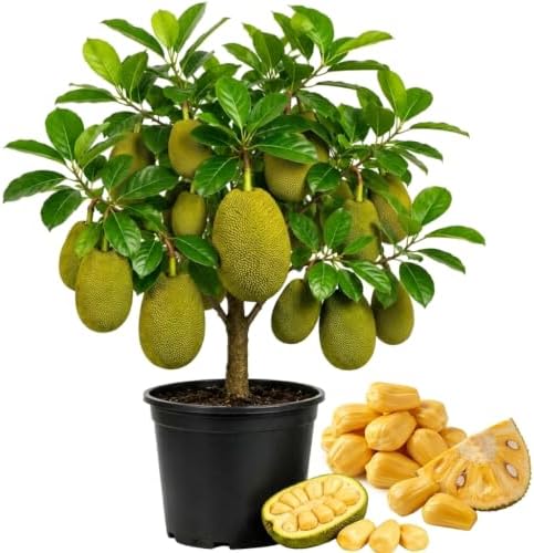 Set of 2 Jackfruit Live Plants, 7-12 in, with Pot by BEEJOYSSHOP