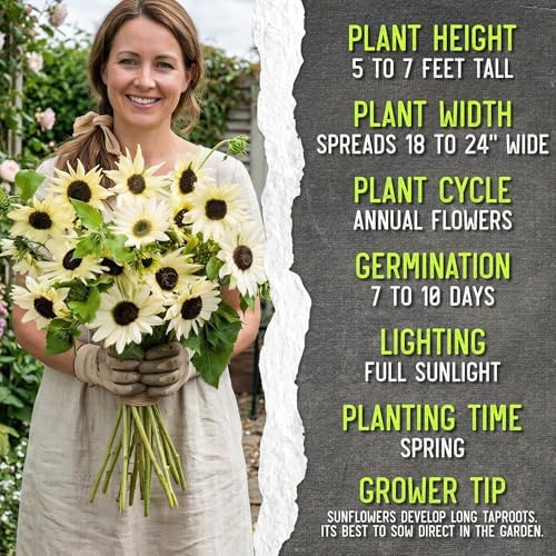 Seed Needs Sunflower Seeds Variety Pack of 2 Helianthus Flowers to Plant - Image 2