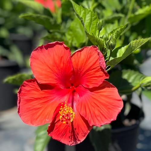 4 Red Hibiscus Plants Live, Cold Hardy Flower Bush, 4-7" Tall - Image 2