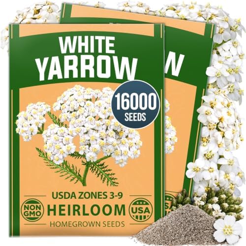 HOME GROWN White Yarrow Seeds, 16,000 Seeds, Achillea millefolium by HOMEGROWN
