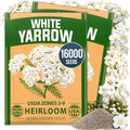 HOME GROWN White Yarrow Seeds, 16,000 Seeds, Achillea millefolium by HOMEGROWN