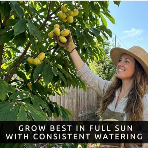 5 Pawpaw Tree Seeds | Asimina Triloba Native Fruit Tree Seeds - Image 5