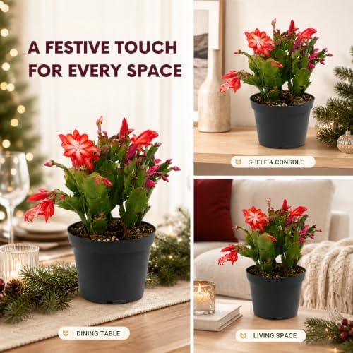 Christmas Cactus Live Plant, 8 Inch Rooted Indoor Holiday Houseplant - Image 6