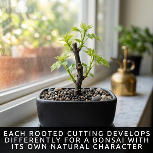 Silver Leaf Poplar Bonsai Tree Cuttings, Populus alba Live Wood Starters - Image 3