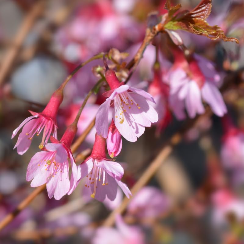 Pink Cherry Blossom Tree Plant, 8-12" Tall Cherry Blossom Tree Live in Pot - Image 5