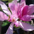 2 Saucer Magnolia Flower Trees Live Plants, Fragrant Bloom Tree by AKTRD
