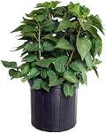 Syringa X hya. 'Royal Purple' (Lilac) Shrub, purple flowers, #3 - Size Container by GreenPromiseFarms