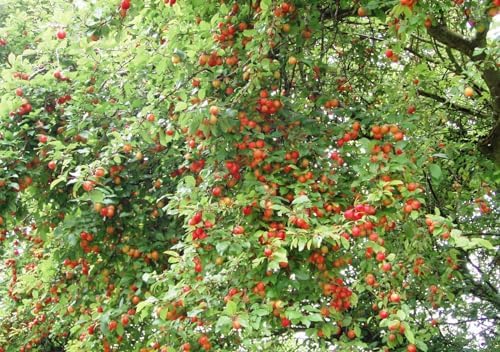 Red June Plum - Live Fruit Tree Shipped 1 to 2 Feet Tall by DAS Farms - Image 4