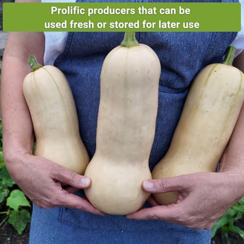 Sow Right Seeds - Mixed Squash Seed Collection for Planting Home Garden - Image 5
