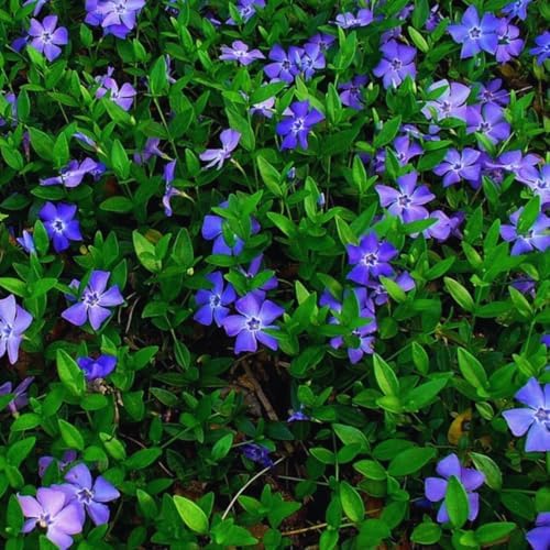24 Vinca Periwinkle Plants, 6 Inch Tall, Ground Cover Flower Plant - Image 2