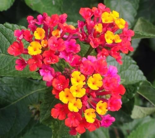 50 pcs Lantana Flower Seeds – Colorful Perennial Seeds | Drought-Tolerant - Image 2