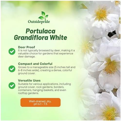 Outsidepride White Moss Rose Seeds - 250 Pcs Annual, Drought & Heat Tolerant, Pollinator Friendly Ground Cover Seeds for Planting w/Vibrant Blooms & Succulent Foliage, Ideal for Xeriscaping - Image 3