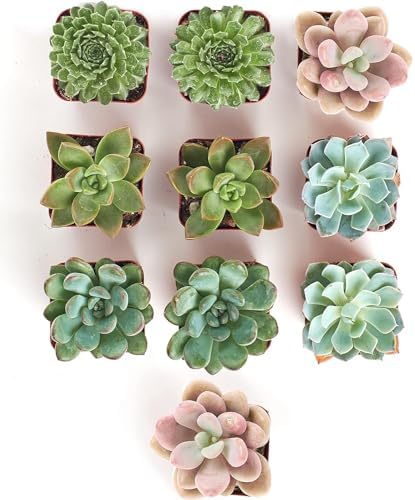Shop Succulents Rosette Succulent Plant Pack Collection - Live Mini Succulent Plants, Low Maintenance, Floral Shaped Mix of Colors & Textures - Wedding and Party Favors, Gift & Garden, Pack of 10 - Image 3