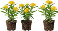 Set 3 Yellow Milkweed Flowers Plants Yellow Asclepias Plants Perennial Milkweed Flowers Bushes 4-6 Inch Tall by MocNursery