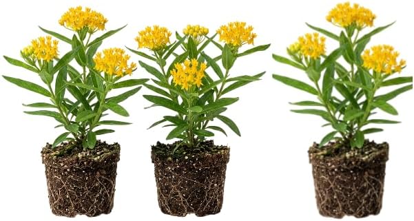 Set 3 Yellow Milkweed Flowers Plants Yellow Asclepias Plants Perennial Milkweed Flowers Bushes 4-6 Inch Tall by MocNursery