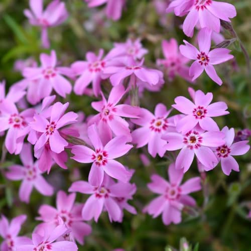 2 Pink Creeping Phlox Live Plants, Perennial Flower Plant, 4-7 Inch Tall - Image 2