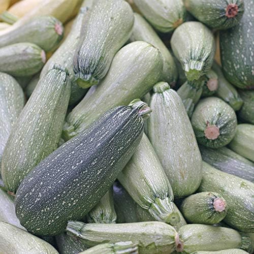 Mountain Valley Seed Co Grey Zucchini Summer Squash Garden Seeds 4 g by MountainValleySeedCompany