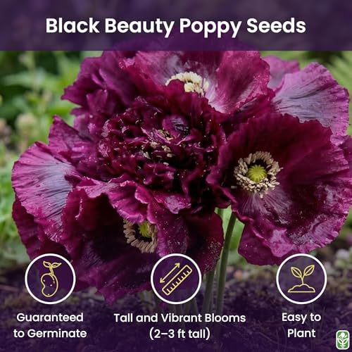 Black Beauty Poppy Seeds for Planting - 300 Fresh Flower Seeds - Tall Dark Purple Wildflower Seeds to Plant Outside - Re-Seeding Annual - Grown in The USA - Image 2