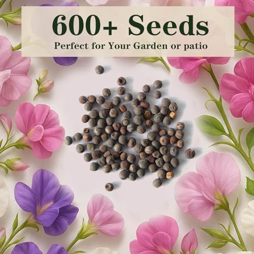 600+ Sweet Pea Seeds, Fragrant Flowering Vines for Trellis & Garden Beds - Image 2