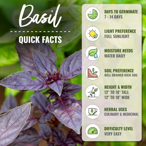 Seed Needs Opal Basil Seeds to Plant an Herb Garden - 10 Packs - Image 4