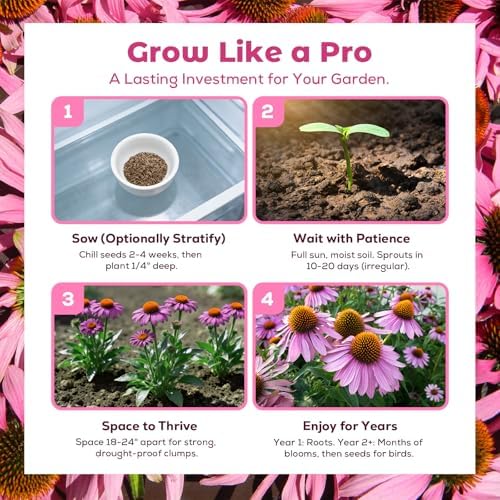 Coneflower Seeds 1 oz (Over 10,000+ Seeds) – Echinacea Seeds for Planting, Heirloom Perennial Flower Seeds, Easy to Grow for Pollinators, Flower Seeds to Plant Outside for Indoor & Outdoor Garden - Image 4