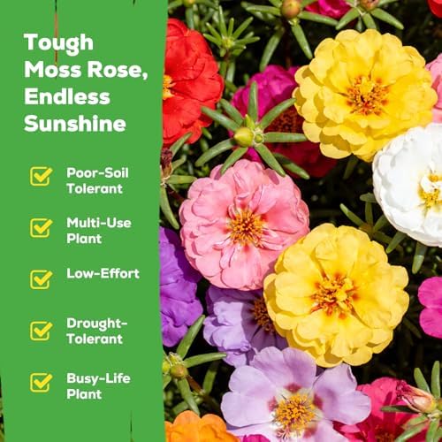 Moss Rose Seeds for Planting, 24,000+ Annual Flower for Ground Cover Flower Seeds, Perennial Variety, Easy to Grow, Portulaca Seeds to Plant Outdoors Garden Containers - Image 3