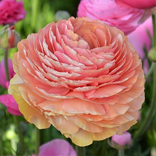 Ranunculus Salmon 10 Flower Bulbs - Spring Blooms, Tecolote Buttercups - Image 3