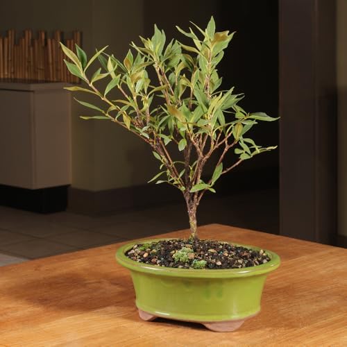 Brussel's Live Gardenia Outdoor Bonsai Tree - 6 Years Old; 8" to 10" Tall with Decorative Container (Not Sold in Arizona) - Image 4