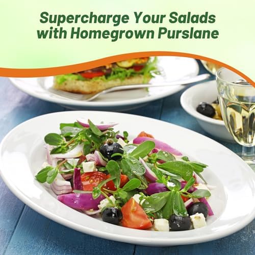 Outsidepride Green Purslane Seeds for Planting - 5,000 Pcs Annual, Easy to Grow, Vitamin-Rich & Drought Tolerant Succulent Seeds for Culinary, Xeriscaping, Containers & Hanging Baskets (Pack of 2) - Image 6