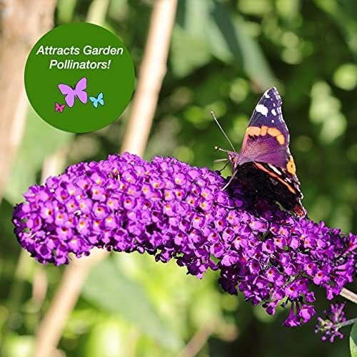 Perfect Plants Nanho Blue Butterfly Bush Live Plant, 1 Gallon - Image 4