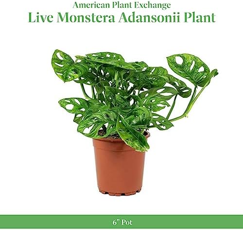 American Plant Exchange Monstera Adansonii 6-Inch – Live Swiss Cheese Vine Plant, Easy-Care Trailing Houseplant, Low-Maintenance Air-Purifying Greenery for Home, Office & Garden Décor - Image 2
