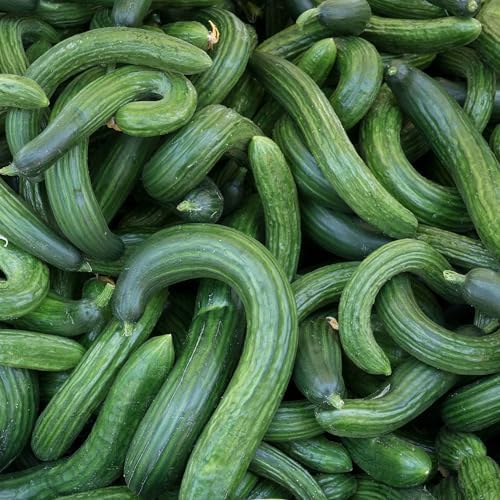 Eden Brothers Cucumber Seeds - Armenian Dark Green - Image 2