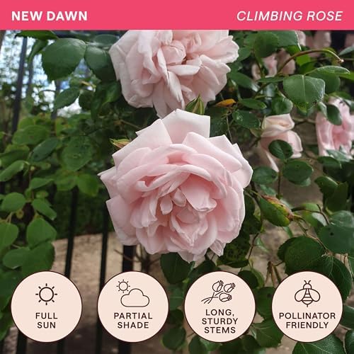 Heirloom Climbing Roses, Live Own Root Plant, New Dawn™ - Image 4
