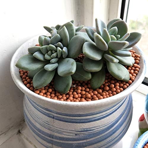 Clay Pebbles Gardening Ceramsite Orchid Hydroponic Grow Media Clay Rocks Drainage Water Purification Ceramsite Decor Cultivation Soil Stone Horticultural Grade for Soil Hydroponics Aquaponics 2.2lb - Image 5