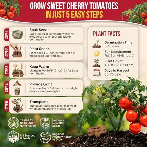 Tomato Large Cherry Seeds Pack 0.8 G - Over 300 of Non-GMO Heirloom Tomato Seeds for Planting Vegetables in Individual Seed Packet, Vegetable Seeds for Planting Home Garden Indoor & Outdoor Gardening - Image 6