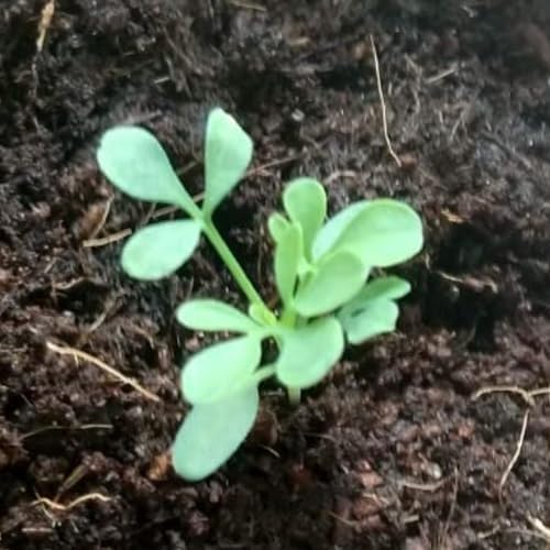 Seed Needs Rue Seeds to Plant an Herb Garden - 10 Packs - Image 7
