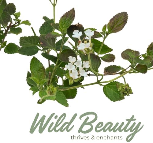 3 Trailing White Lantanas, Live Plants – Continuous Blooms, Thriving in 2.5” Nursery Cubes - Image 4