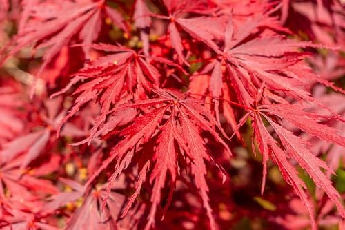10 INABA SHIDARE Maple Weeping Red Laceleaf Japanese Acer Palmatum Dissectum Tree Seeds - Image 6