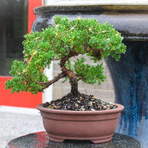 Brussel's Bonsai - Medium Juniper Live Bonsai Tree, Potted Outdoor Plant - Image 3