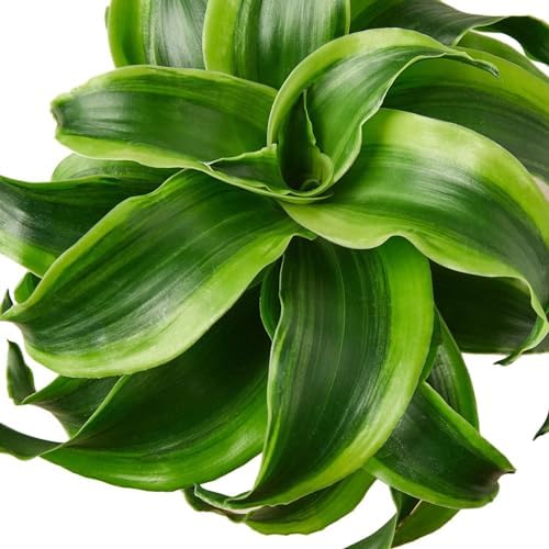 Dracaena Tornado Live Plant for Indoor | Houseplants in 4'' & 6'' Pot - Image 5