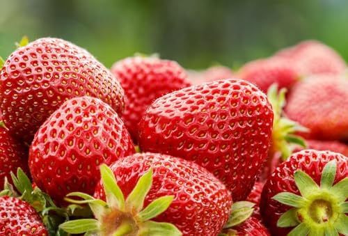 800 Mixed Strawberry Seeds - 4 Colors - Non-GMO Heirloom Perennial Seeds for Planting - Sweet Juicy Berries, Suitable for Indoor/Outdoor Gardens, Pots & Flower Beds - Image 5