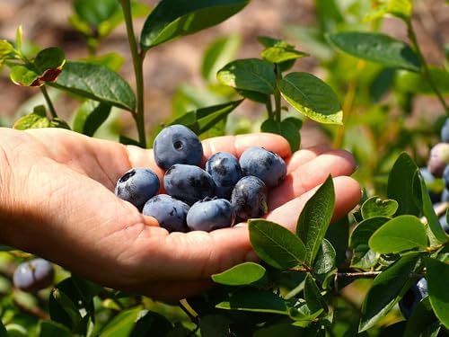 Greenwood Nursery: Live Berry Fruit Plants - Chandler Blueberry + Vaccinium corymbosum - [Qty: 1x Pint Pot] - (Click for Other Available Plants/Quantities) by GreenwoodNursery