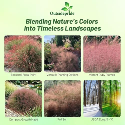 Outsidepride Ruby Muhly Ornamental Grass Seeds - 100 Pcs, Perennial, Drought Tolerant, Low Maintenance, Ornamental Tall Grass Plants, Fast Growing for Landscaping, Outdoor Garden, Privacy Plants - Image 2